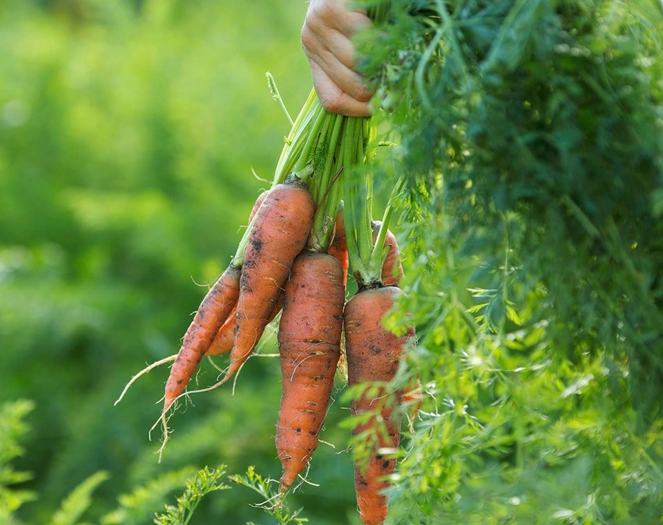 A hand holding carrots covered in dirt, just picked