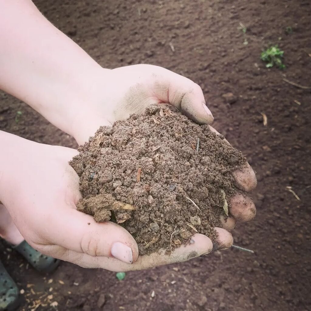 A child's hands holding fresh soil