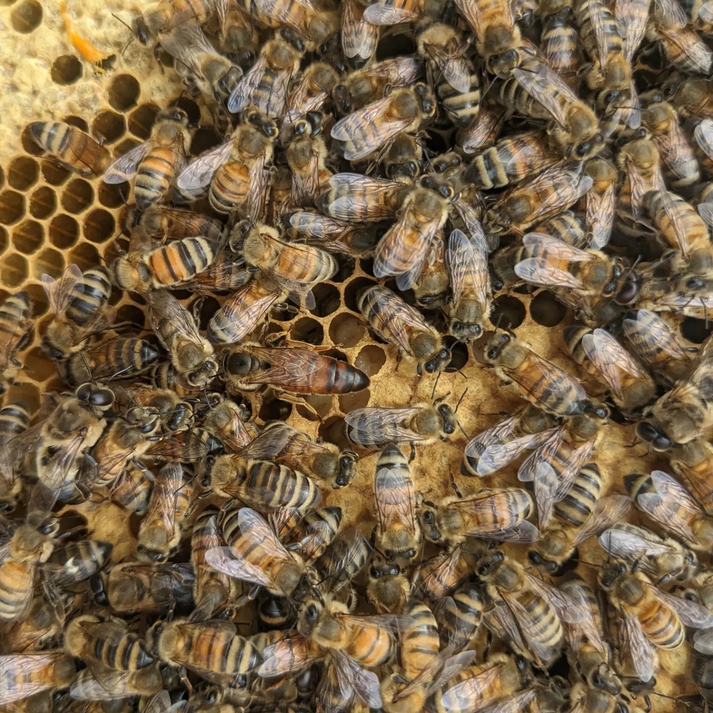 Bees in a hive