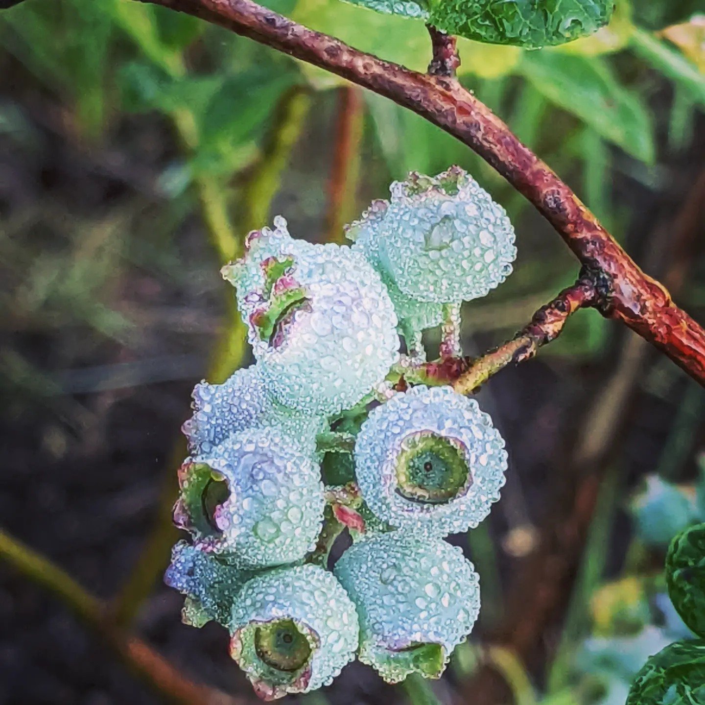 Blueberries on a branch