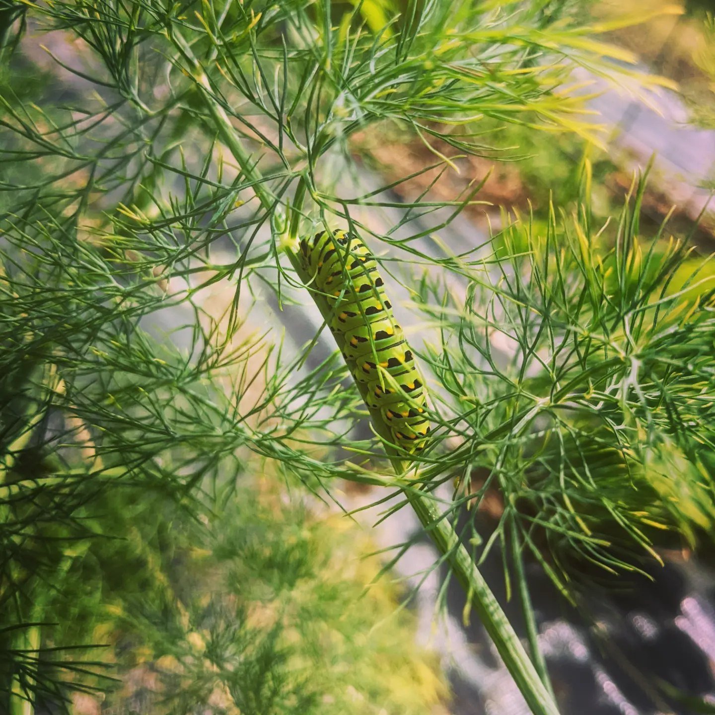 Caterpillar on leaf