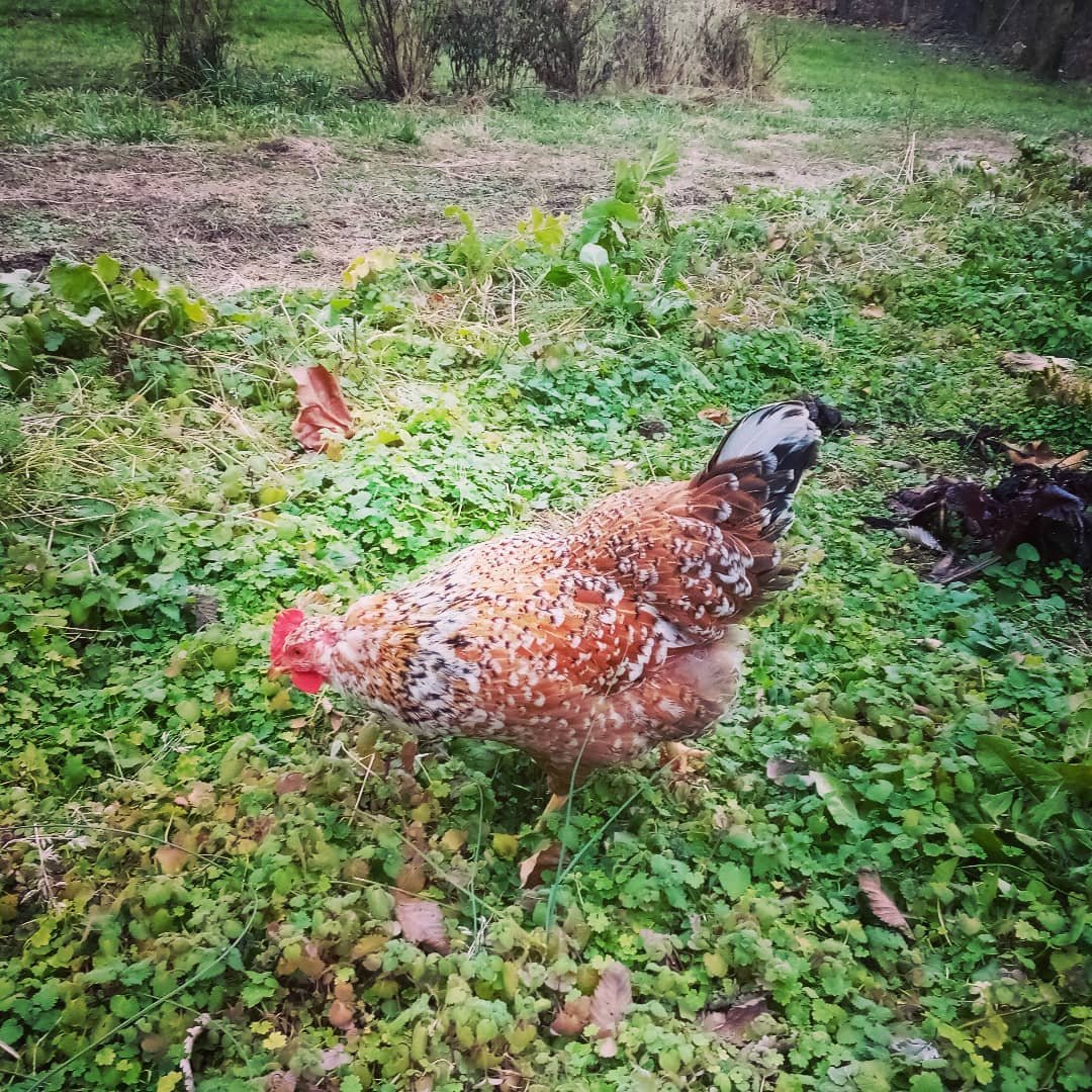 A hen outside pecking at the ground