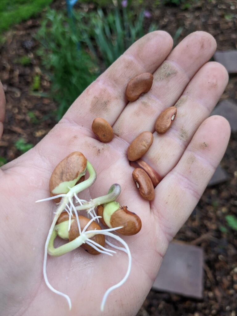 A child's hand holding sprouts