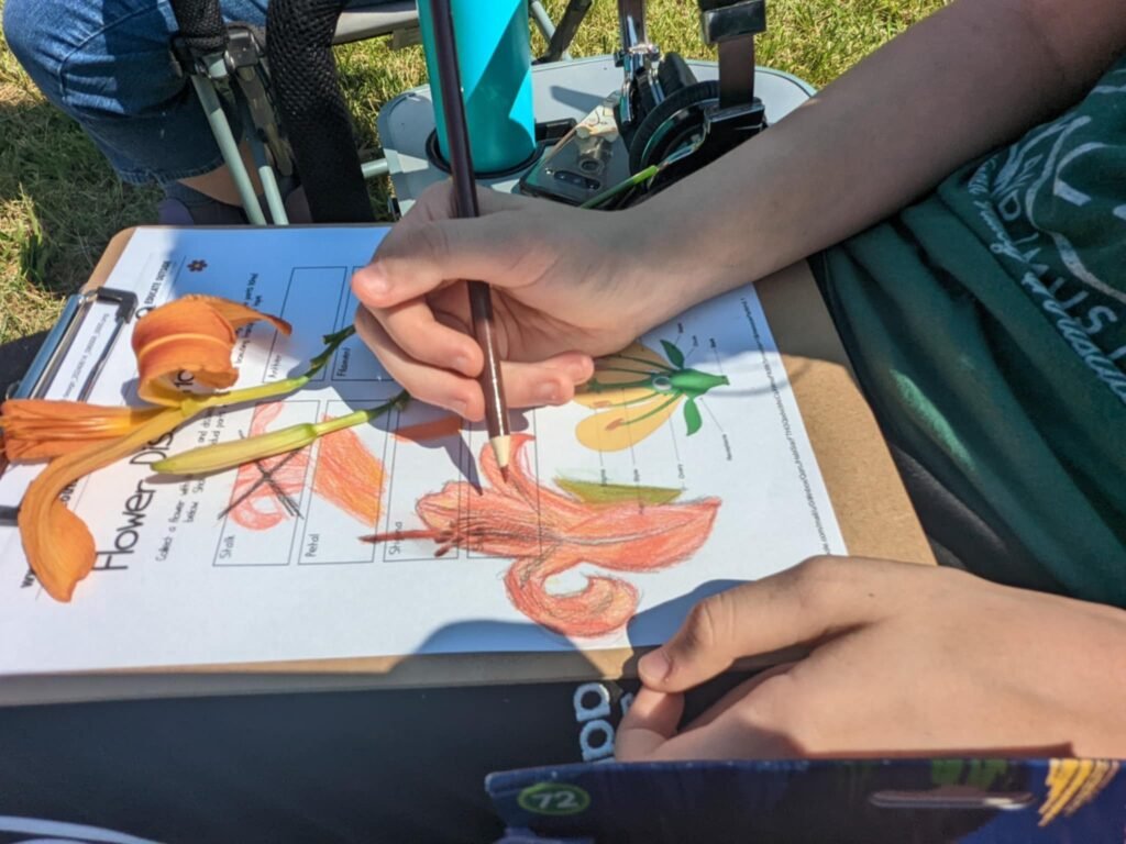 A child's hands holding a pencil, drawing a picture of a lily